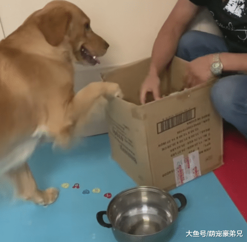 刚带回家的小猫，询问金毛如何安置，谁知金毛的做法让人笑喷！