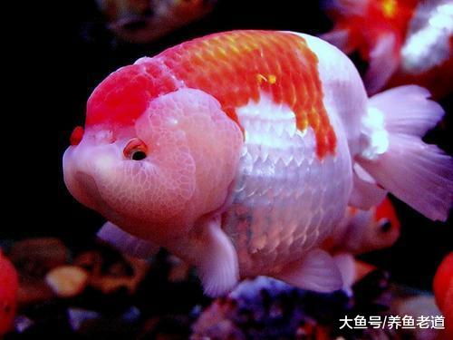 观赏鱼的白毛病这里有一个详细的治疗步骤，大家可以参考！