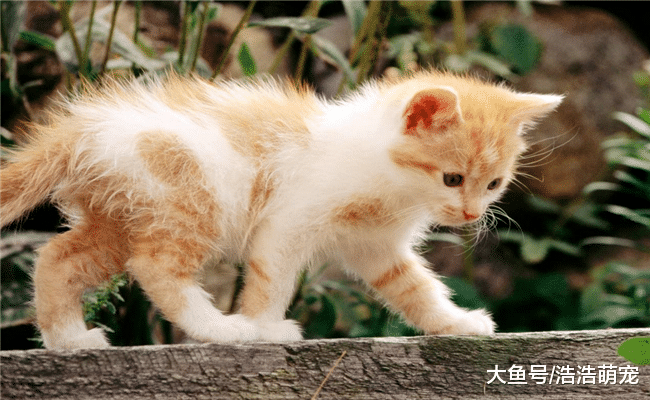 ?越小的猫咪越好养? 并不是, 原因有5个, 有的比大猫还难养