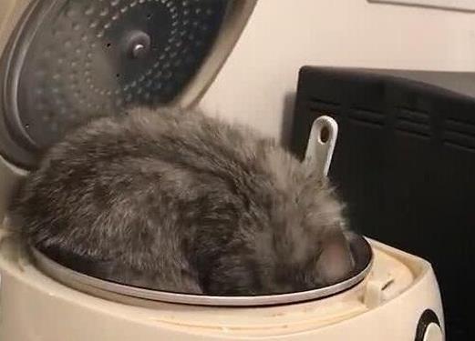 主人盛饭忘关电饭煲, 猫咪的小表情亮了, 主人笑到胃抽筋