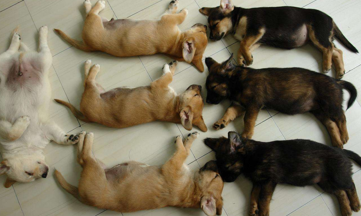 如果我的狗吃小苏打怎么办