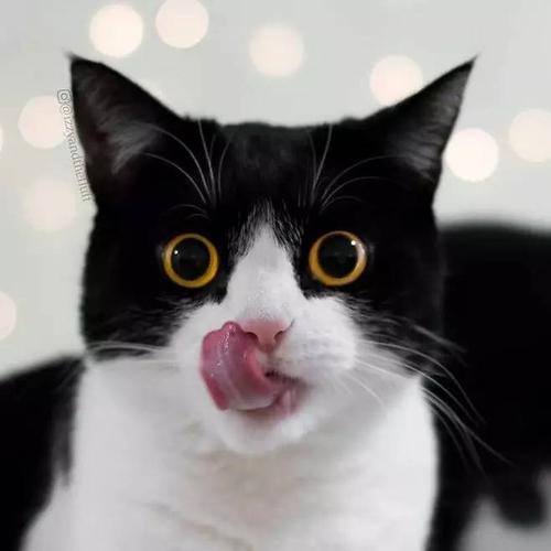 童年疑惑，猫咪怕水却爱吃鱼，那它们是如何捕鱼的呢