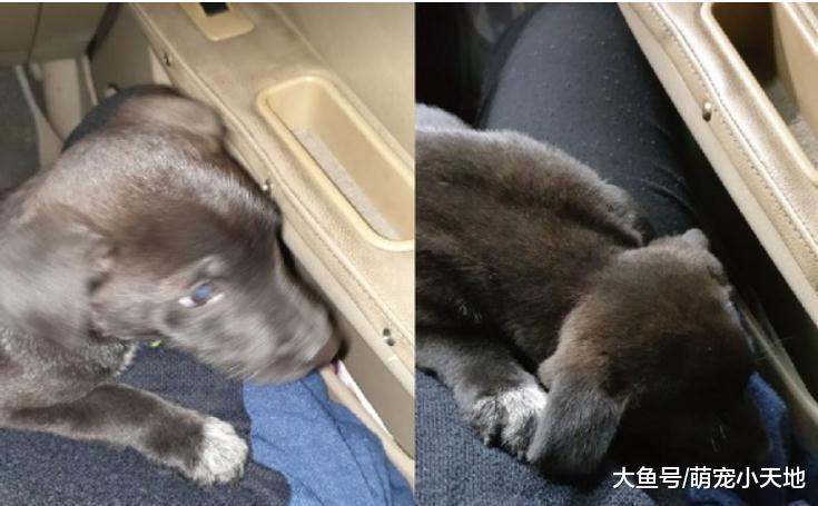 藍眼幼犬超市徘徊，男友霸氣載上車，它自動趴腿睡好睡滿