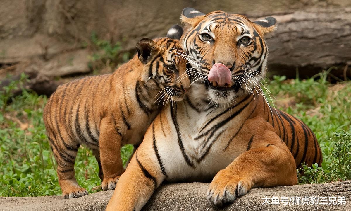 如果非洲一哥是虎群, 那么鬣狗还敢像骚扰狮子一样对待老虎吗?