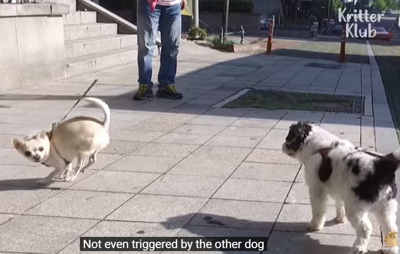 爷爷拄着拐杖带狗狗外出散步，狗狗在旁边慢慢的等着爷爷，看哭