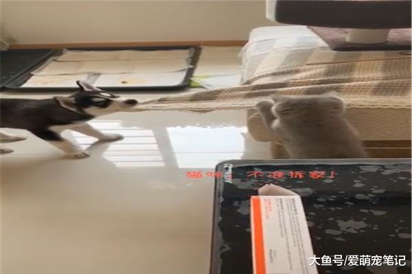 网友养了一只蓝猫，结果成了二哈的“克星”，汪：宝宝心里苦啊！