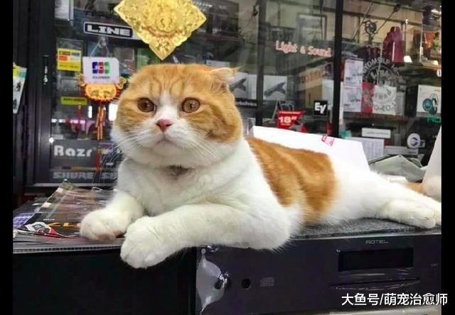 猫咪不小心闻到了同伴的屁股, 表情都凝固了, 这是被熏傻了吗?