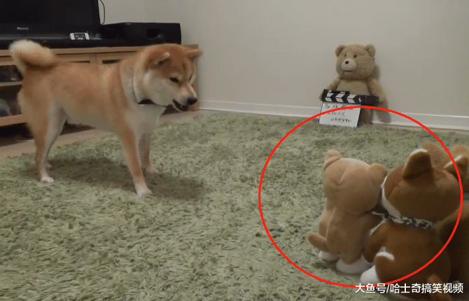 主人送个“宝宝”给柴犬，结果它却怕了，干嘛学我说话呢？