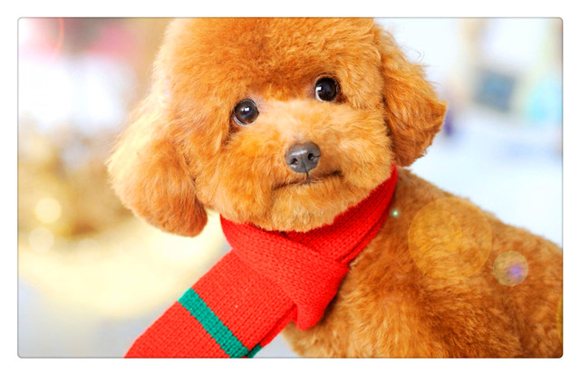 泰迪犬很难相处吗？这几种人是它最喜欢的，都是它理想中的主人