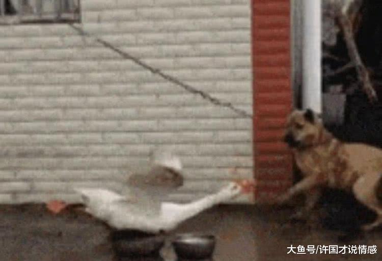 听见狗狗在外面惨叫，主人不明就里跑来观看，被眼前的事给逗乐