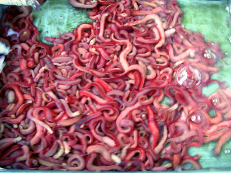 探索船钓技巧：钓大鱼的常用活饵