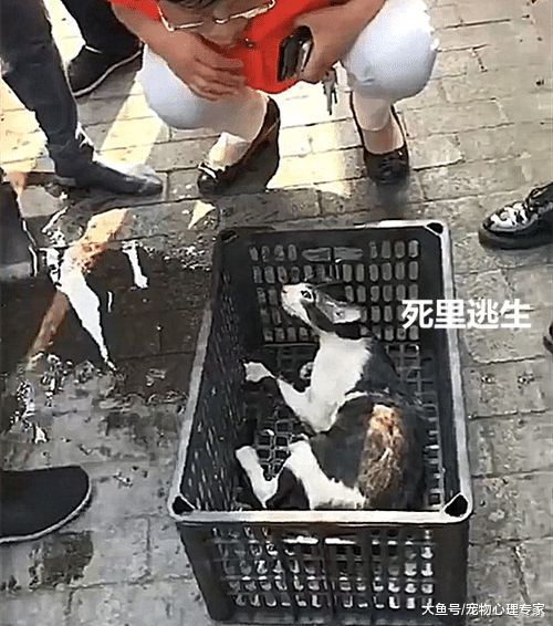 七旬老汉见义勇为，捞上来一只流浪猫？围观群众议论纷纷