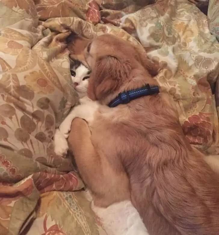 看了这些猫之后，我觉得我家的猫还算是正常的