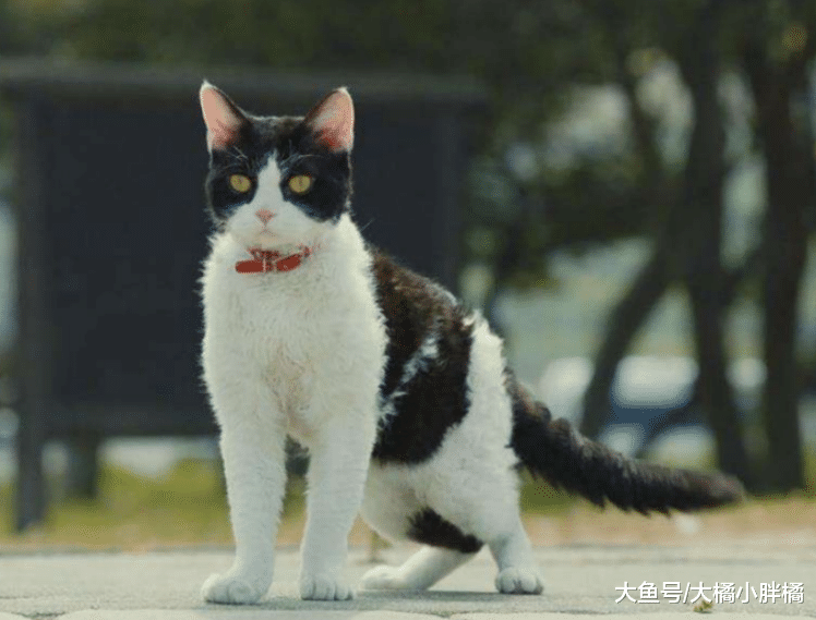 流浪狗向环卫爷爷讨食，为报答一饭之恩，狗狗每日帮忙打扫大街