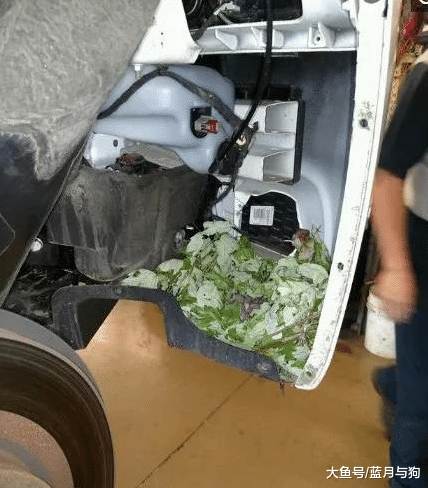 男子买了辆二手车，无意听见车头传来异响，打开检查后不淡定了