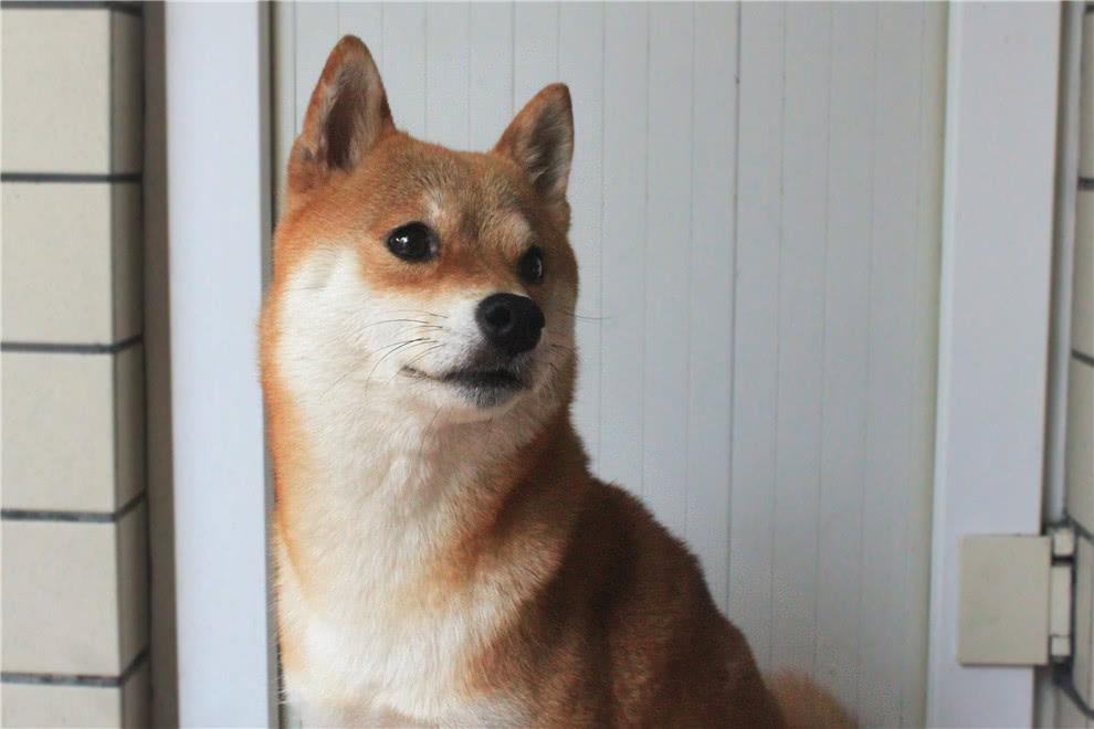 傳說中的別人家的柴犬，溫柔的不像話，完全就是個小保姆