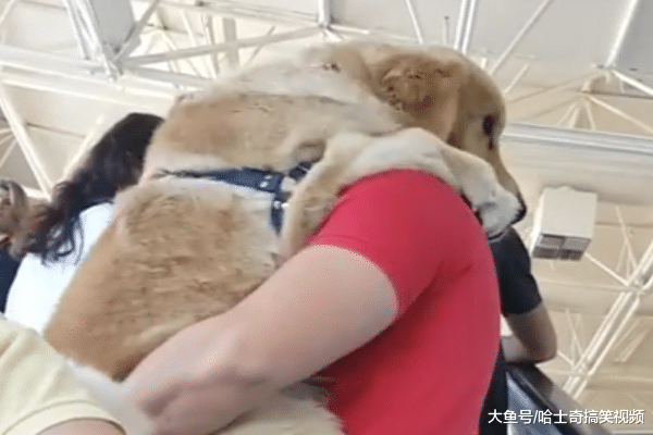 金毛遇電梯不敢走，結果撒嬌要主人抱，誰還不是小公主呢