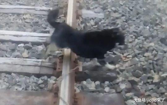 怎么忍心这样做？狗被栓铁路无处逃脱，危急时刻火车司机紧急反应