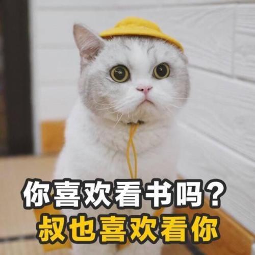 怎么知道貓咪是否愛主人？貓咪的愛其實“一眼能看穿”！