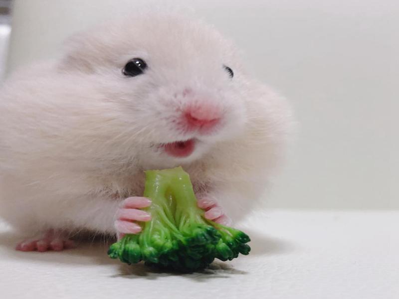 仓鼠并非是老鼠，能让这么多人爱上它，全靠这4种优势