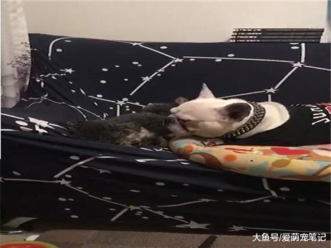 法斗为了不让泰迪睡觉, 就搞恶作剧在它耳边不停的吹气, 好可爱啊