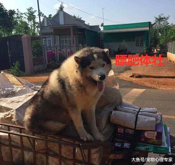 二哈被养成哈士猪，男子认为家中怕是有矿，看到主人：定是真爱