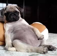 老大的位置还得跟狗狗抢？7种方法，建立你在狗狗心中的权威地位