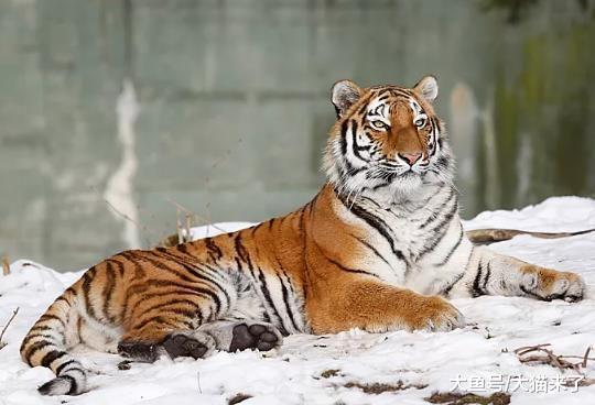 狮子比老虎智商低？看看狮子如何施展“气味捕猎法”就知道了