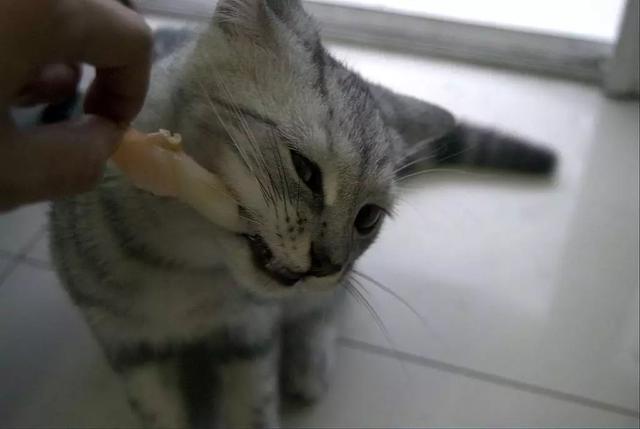 猫咪吃生骨肉常被人推崇，若不注意三点细节，那么对猫将有害无益