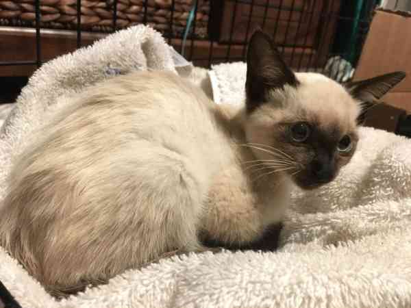 野外生存困难的流浪猫，对人很抗拒，因感受到爱也变得温和了许多