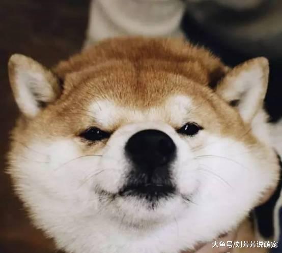 终于知道柴犬的脸为什么那么大了，都是这么来的...