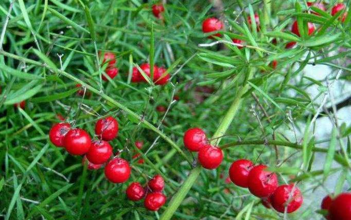 农村野草，人称“老虎尾巴根”，经常被挖去当盆景，遇到请珍惜！