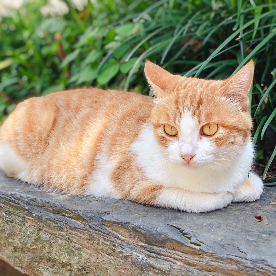 第一次养猫，需要准备些什么？手把手带你入坑