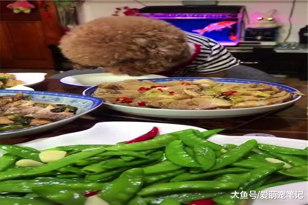 当初不让网友养泰迪的老爸，如今每天都要给它喂大鱼大肉，好羡慕