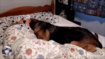 网友的德牧4岁了，却当了3年的“闹钟”，狗子真是操碎了心