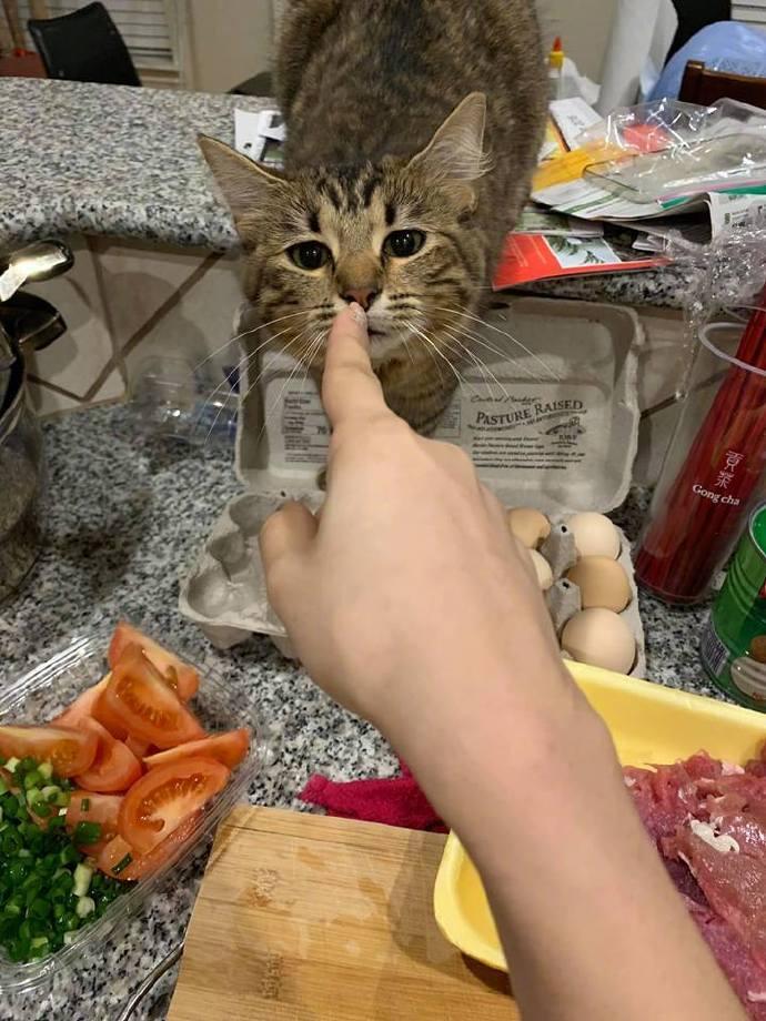 小猫捣蛋怎么办? 一招教你治好它