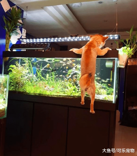 柴犬对金鱼着了迷，趴在鱼缸边直勾勾瞅着，怕不是把自己当成猫了