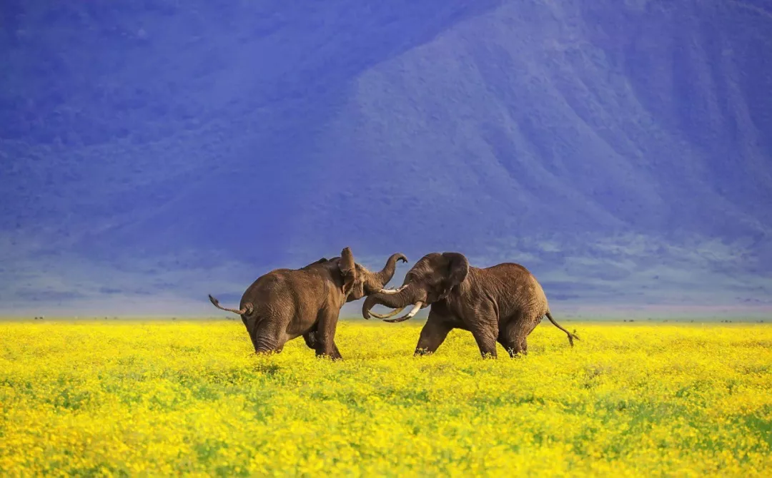 遭遇肯尼亚（一）跟着肖戈拍大象