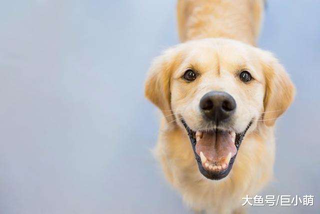你以为狗狗在笑？其实狗狗是想攻击，狗狗微笑的4个真相