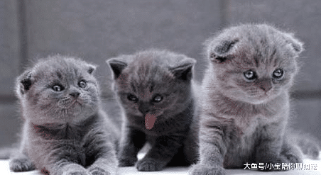 ?短毛猫为啥受欢迎？这4个优点是其他猫咪不能比的！你心动了吗