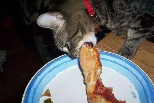 这样喂猫，等于在害他！你很可能也喂错了！