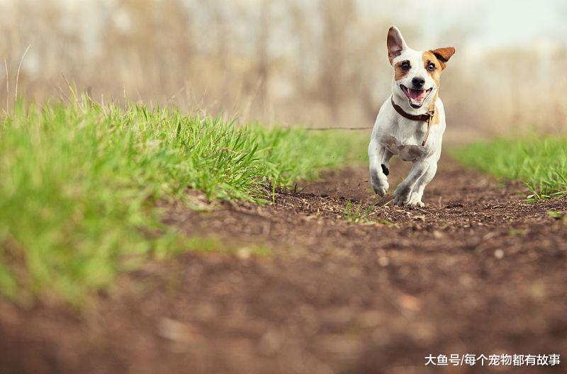 每次遛狗都成了狗遛人，狗狗想去哪里，你真的知道吗