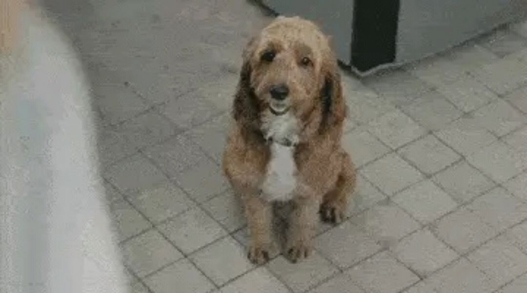 国外空巢收留流浪狗引发的深思