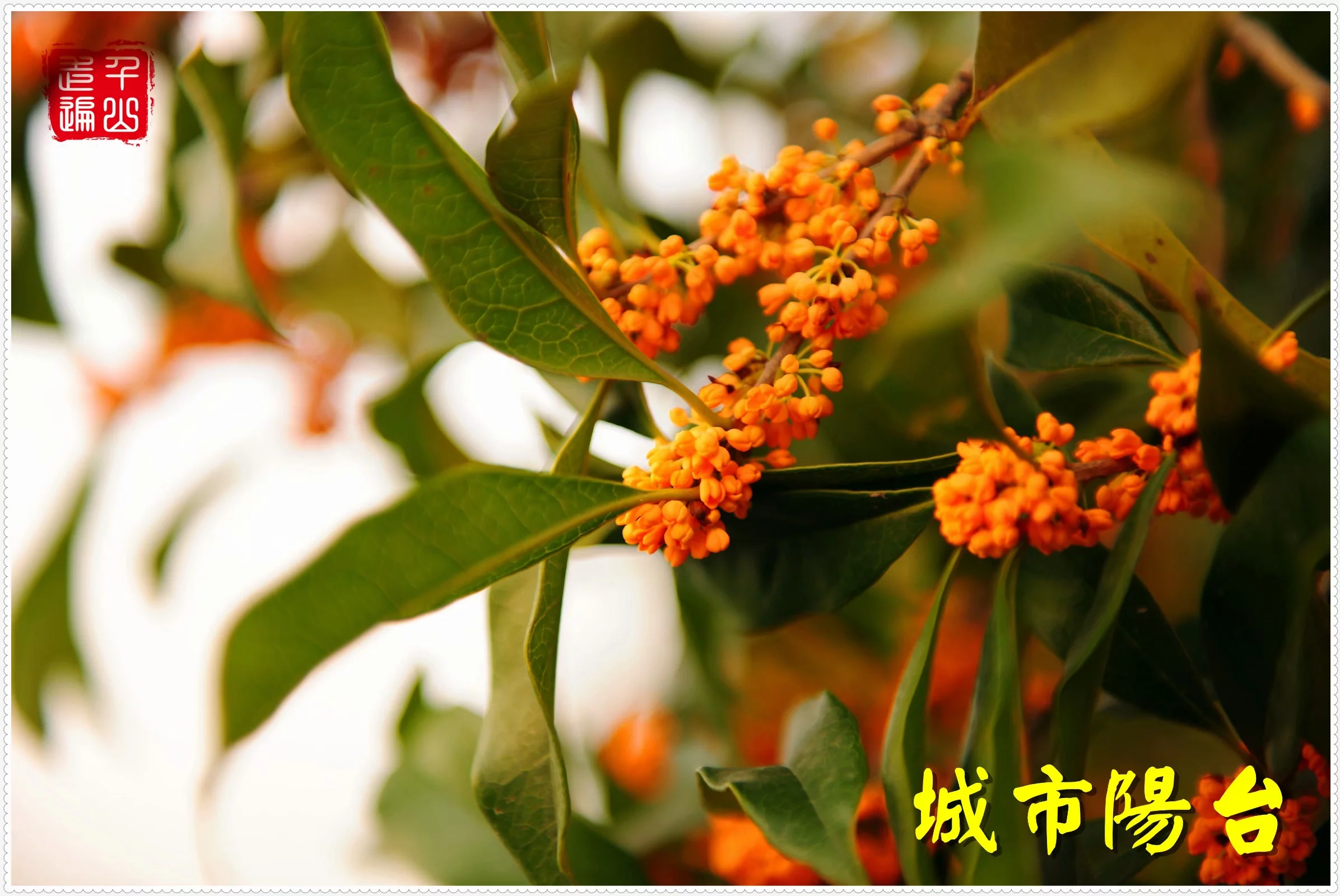 钱塘江畔，城市阳台，日月同辉