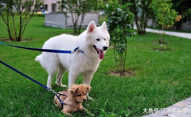 养狗以后每天都要遛狗，下面4种遛狗方式很‘伤狗’，你知道吗