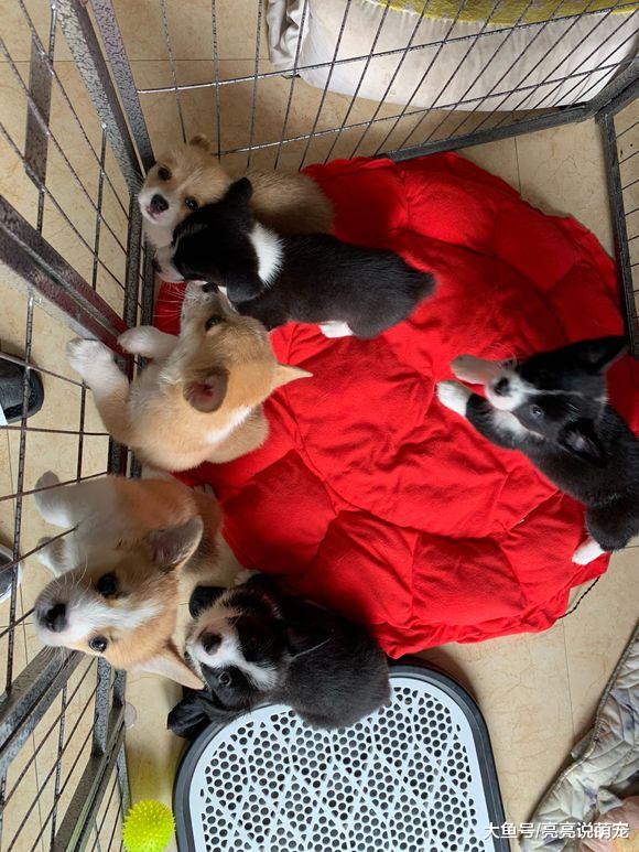 网友买了六只柯基，养这么多只还挺费劲，它们也不让人省心