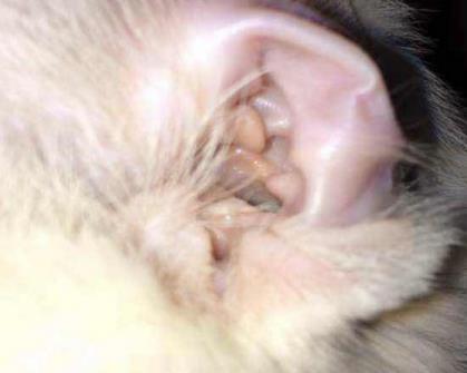 铲屎官给猫咪掏耳朵, 掏完后画风大变, 主人一看笑到胃抽筋