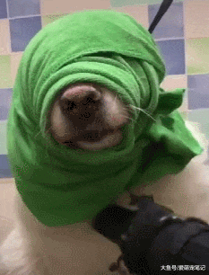 给萨摩吹毛经常甩头咬，主人就给它包上绿头布，汪：能换个颜色吗