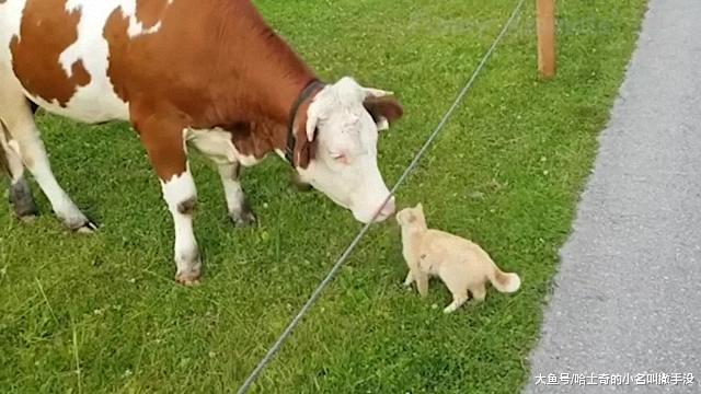 橘猫本来是要蹭牛奶喝的，没想到被奶牛伸舌头舔了一下，落荒而逃