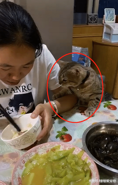来自从小训练的教养，猫咪吃饭超有“规矩”，猫：我会乖乖的